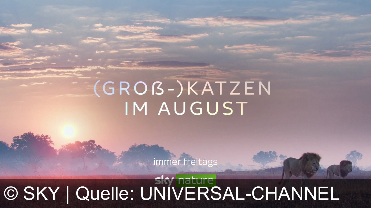 TV Werbung sky - Erlebe die Wildnis hautnah: Großkatzen im August auf Sky Nature – faszinierend, majestätisch und voller Spannung. Jeden Freitag auf Sky!