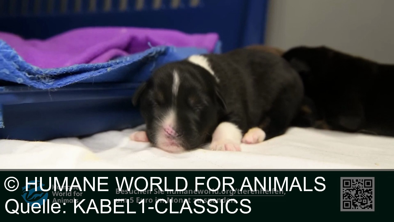 TV Werbung humane world for animals - Sie bellen den ganzen Tag, aber niemand kümmert sich. Sie gehen Wochen, monatelang, manchmal jahrelang in ihren engen Käfigen auf und ab. Tiere werden jeden Tag ausgebeutet. Für ihr Fleisch, ihr Fell, auf Zuchtfarmen oder zum Kampf. Bitte helfen Sie uns, diese Tiere zu retten und sie zu beschützen. Gehen Sie online auf humaneworld.org und spenden Sie nur 5 Euro im Monat an Humane World for Animals. Helfen Sie uns, Tiere zu retten, die niemanden haben, auf den sie sich verlassen können. Danke.