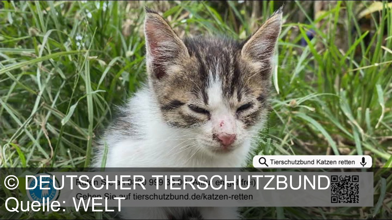 TV Werbung deutscher tierschutzbund - Viele Straßenkatzen in Deutschland leiden im Verborgenen. Helfen Sie mit einer Spende von 5 Euro im Monat, um Futter und medizinische Versorgung zu ermöglichen. Besuchen Sie tierschutzbund.de/katzen-retten.