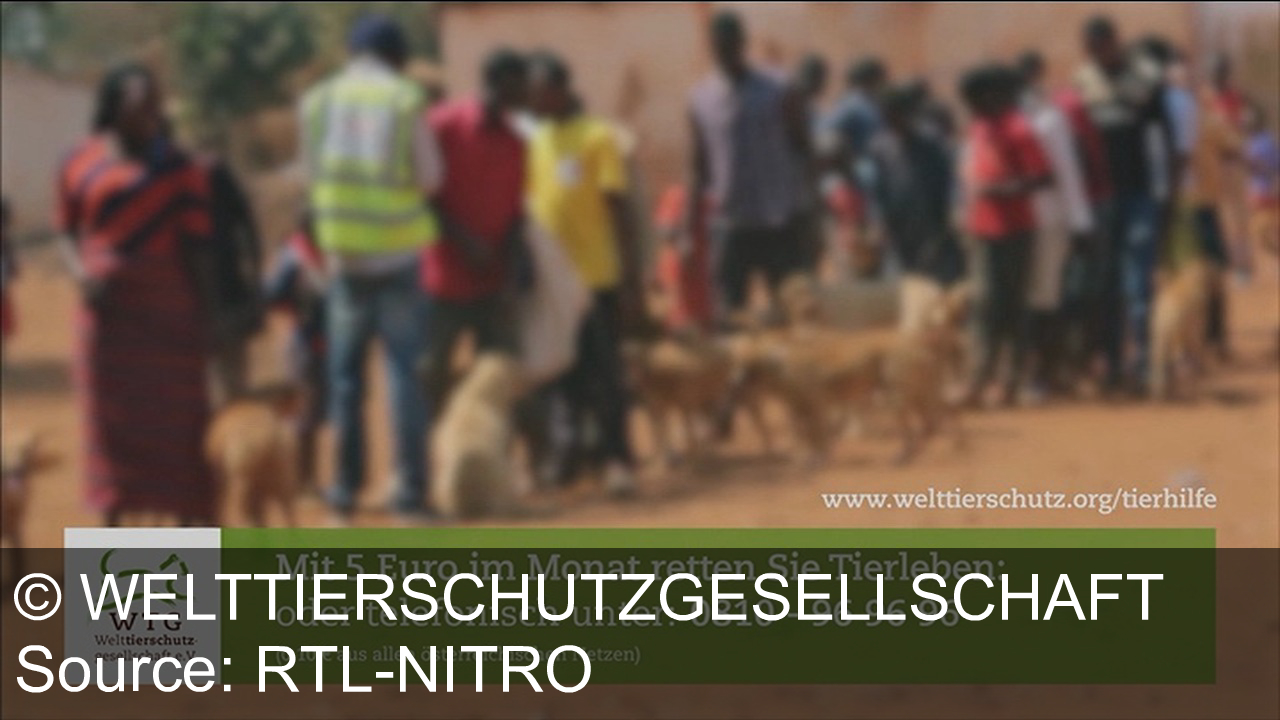 TV Werbung welttierschutzgesellschaft - Rette Tierleben weltweit: Unterstütze die Welttierschutzgesellschaft mit nur 5 Euro im Monat. Gemeinsam für den Schutz der Tiere! Besuche www.welttierschutz.org oder rufe 0810 - 96 96 96 an.