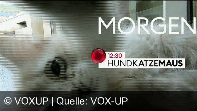 TV Werbung voxup - Erlebt tierische Abenteuer mit "Hundkatzemaus", dem Haustiermagazin voller Action und Spaß. Schaltet ein, morgen um 12:30 Uhr!