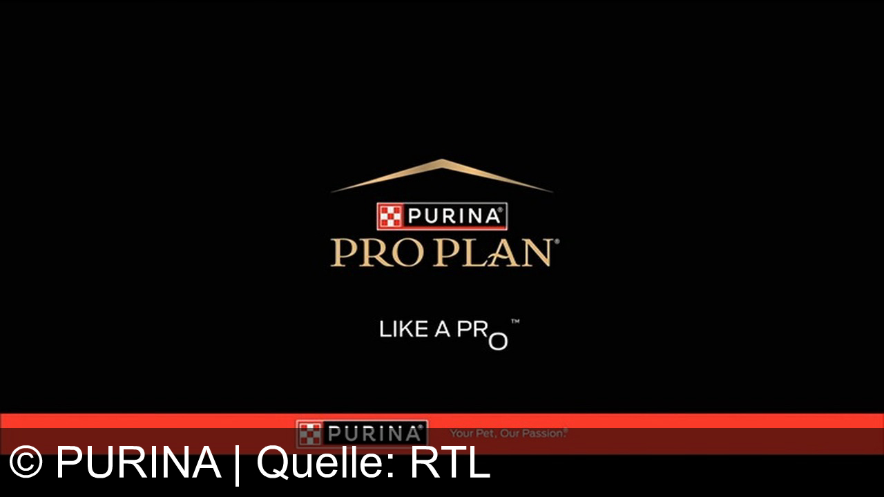 TV Werbung purina - Mit Purina Pro Plan deine Haustiere wie ein Pro ernähren – Kraft, Wachstum und Begeisterung für jeden Hund und jede Katze.